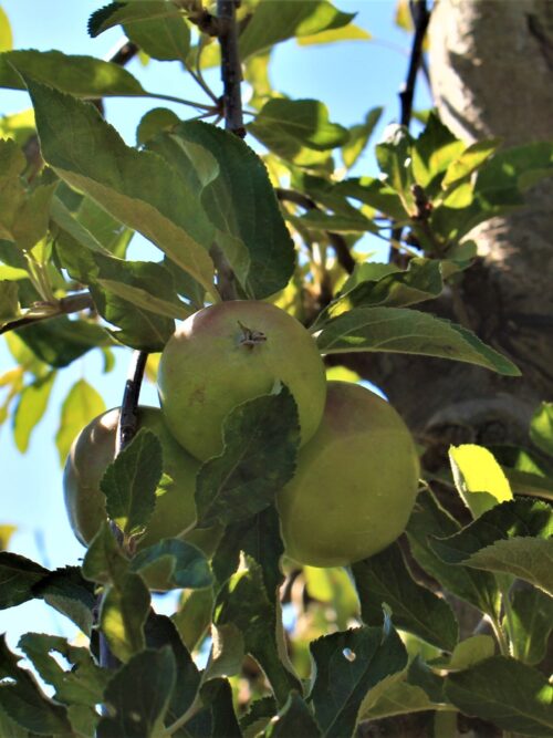 volwassen-appelboom-elstar-hoogstam Appelboom 'James Grieve' | Halfstam