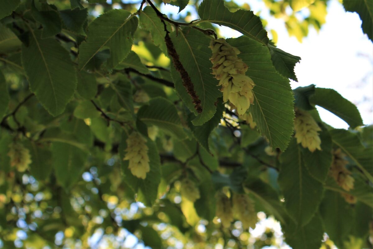 Volwassen Hopbeuk | Hoogstam