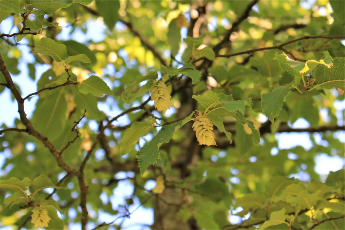 Volwassen Hopbeuk | Hoogstam