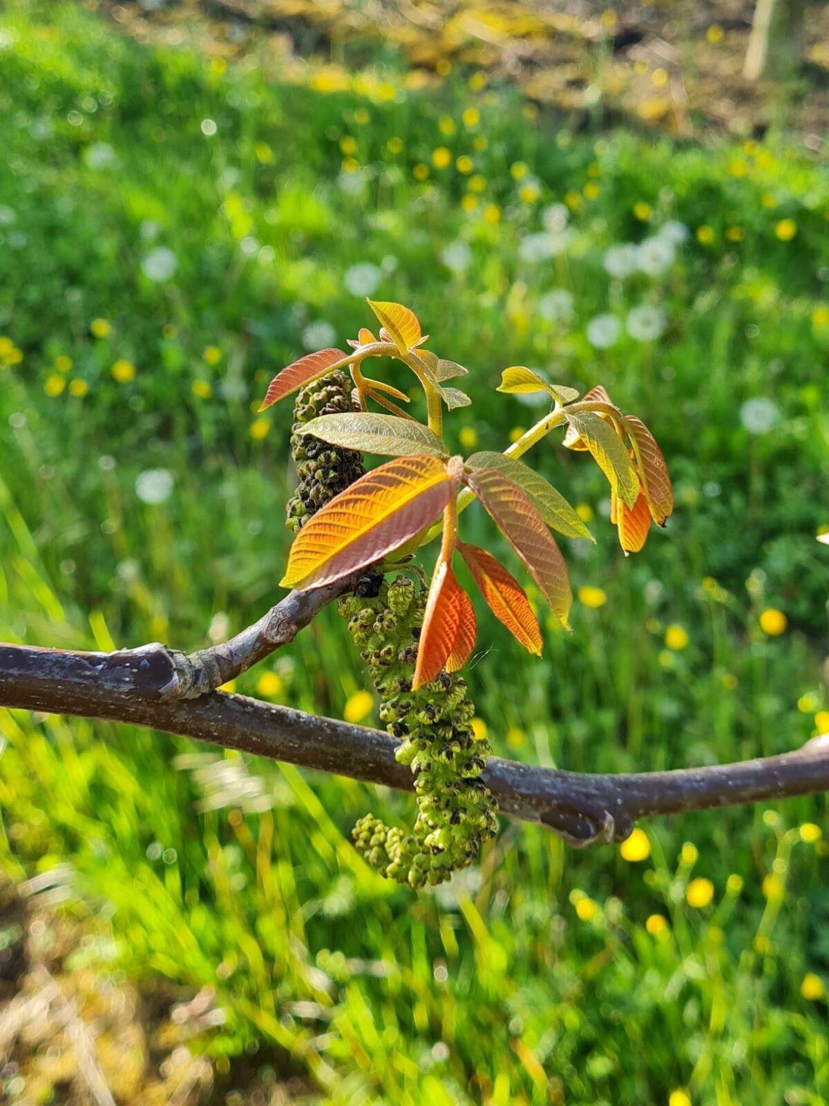 Jonge Walnotenboom | Meerstammig