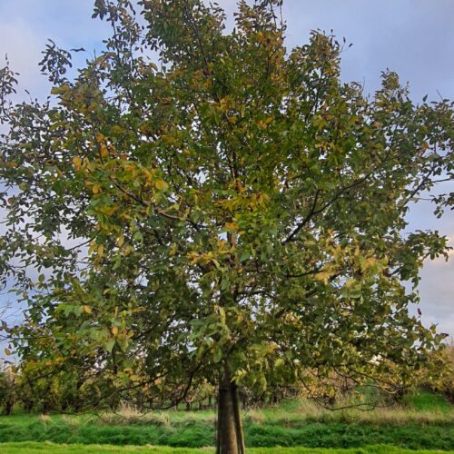 walnoot-hoogstam Taxus | Haagvorm