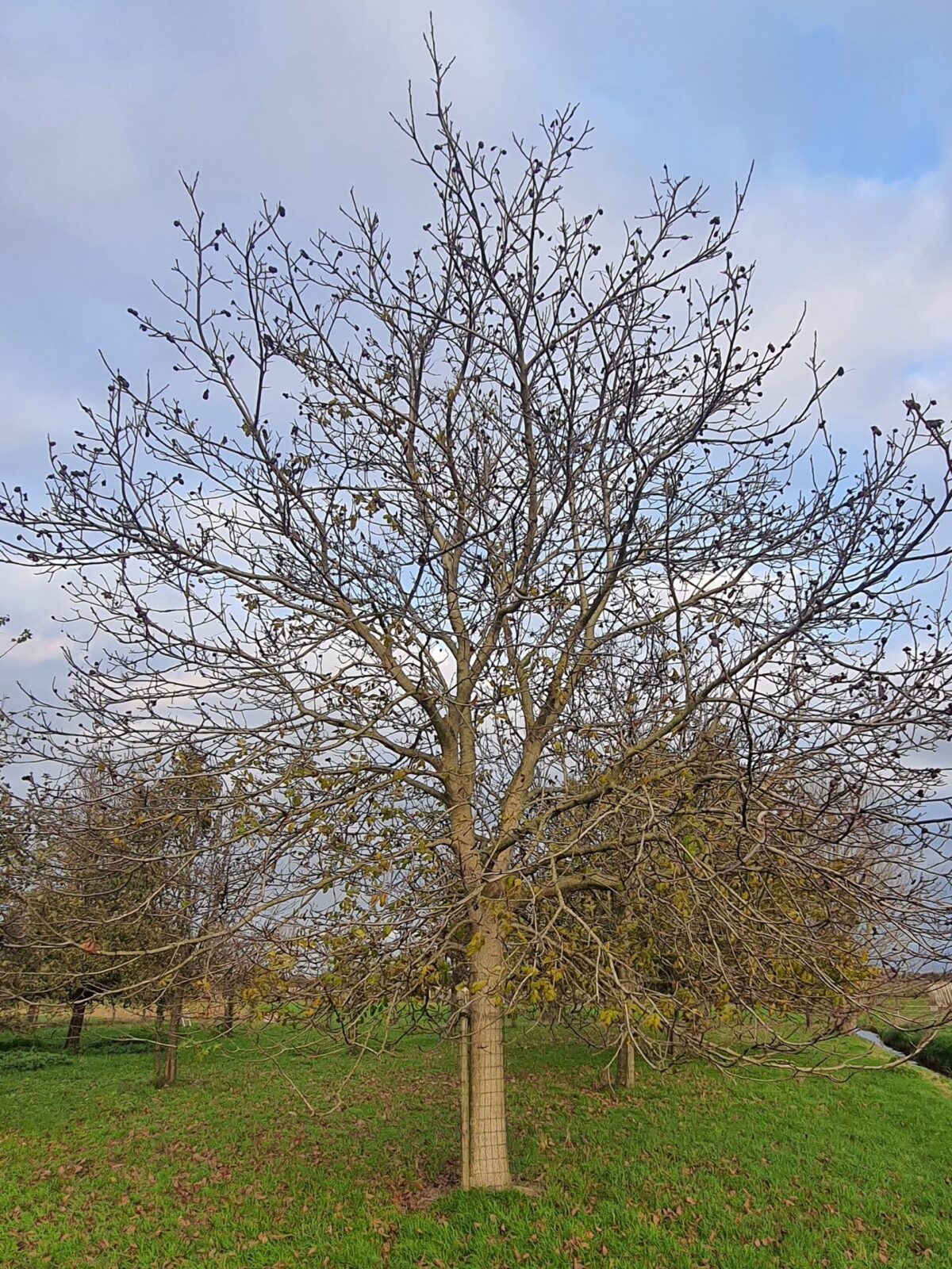 Walnotenboom | Hoogstam