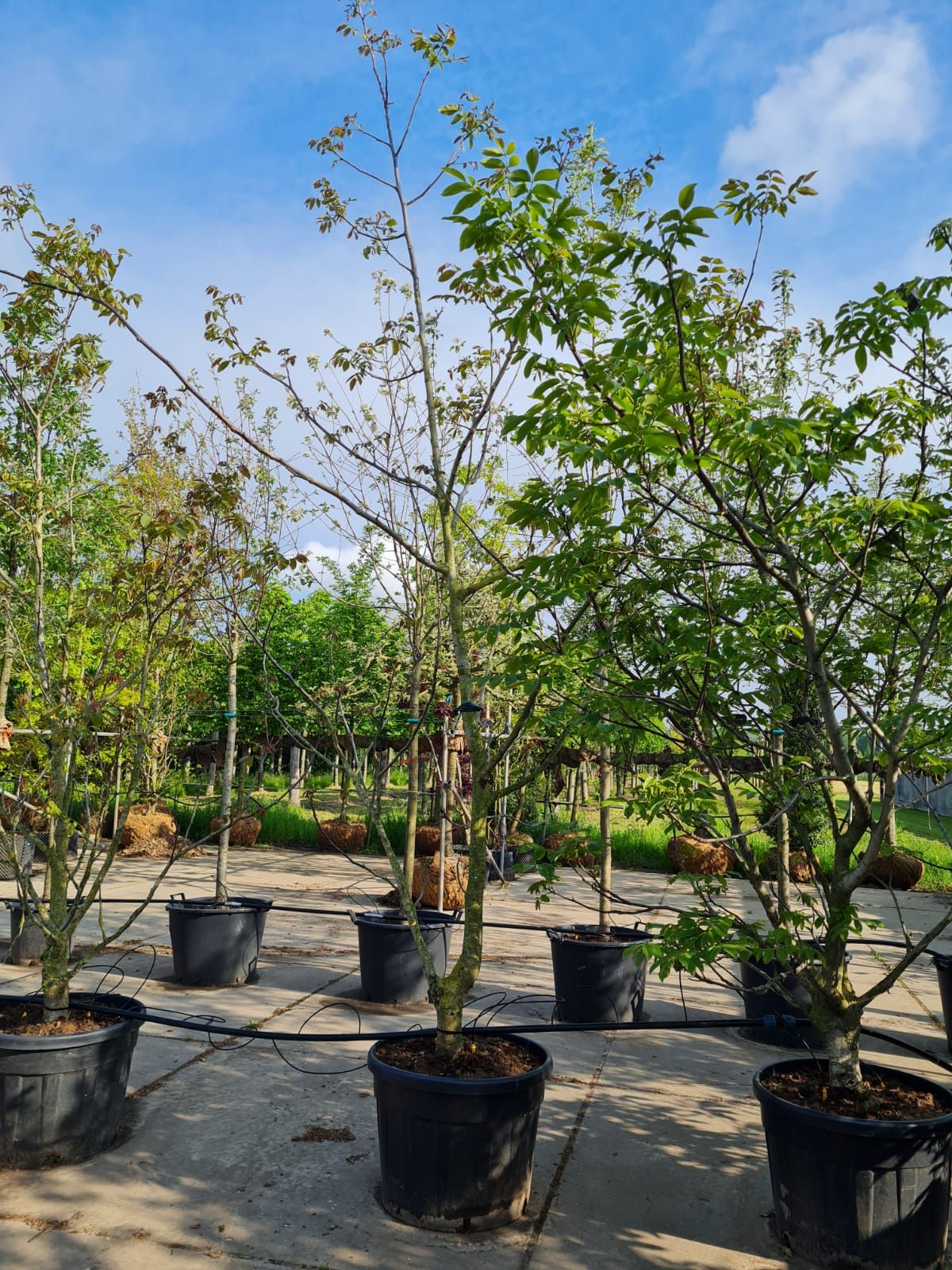 Jonge Walnotenboom | Meerstammig