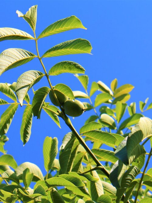 Walnotenboom | Hoogstam