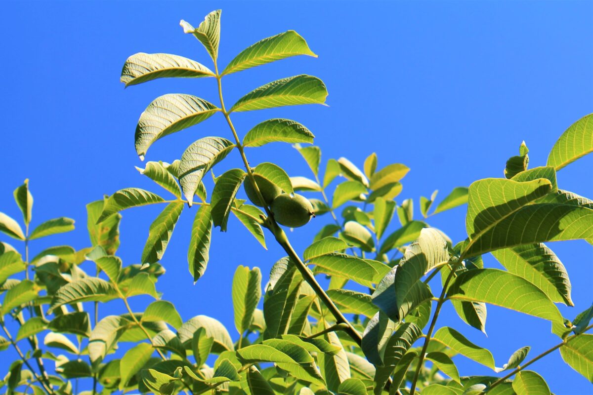 Jonge Walnotenboom | Hoogstam