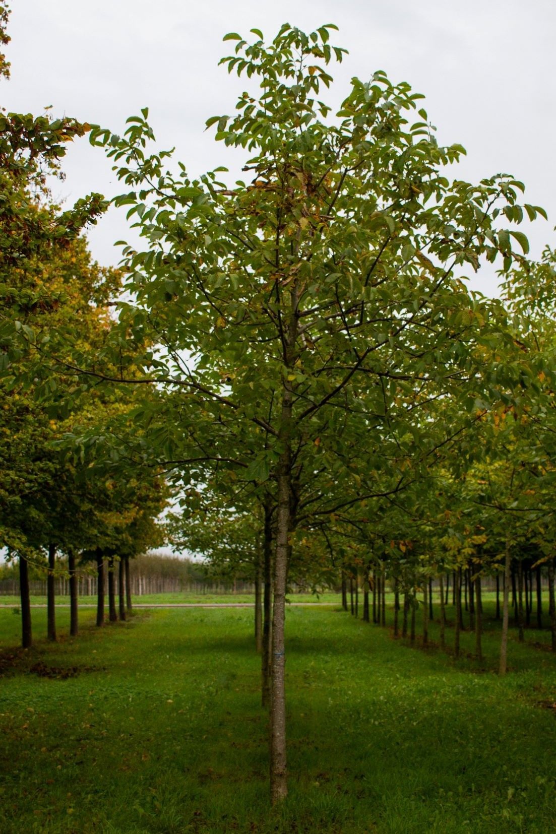 Jonge Walnotenboom | Hoogstam