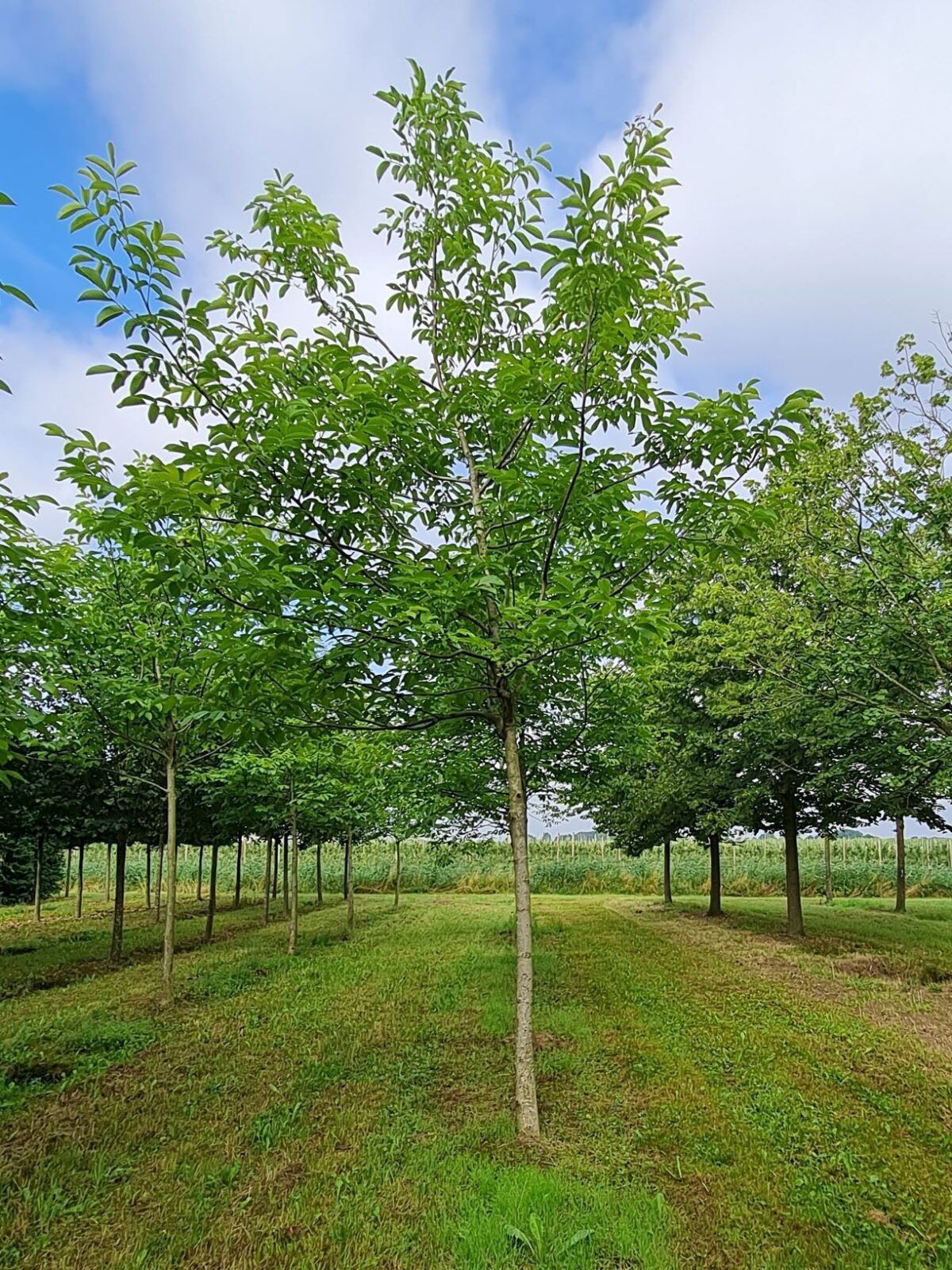 Jonge Walnotenboom | Hoogstam