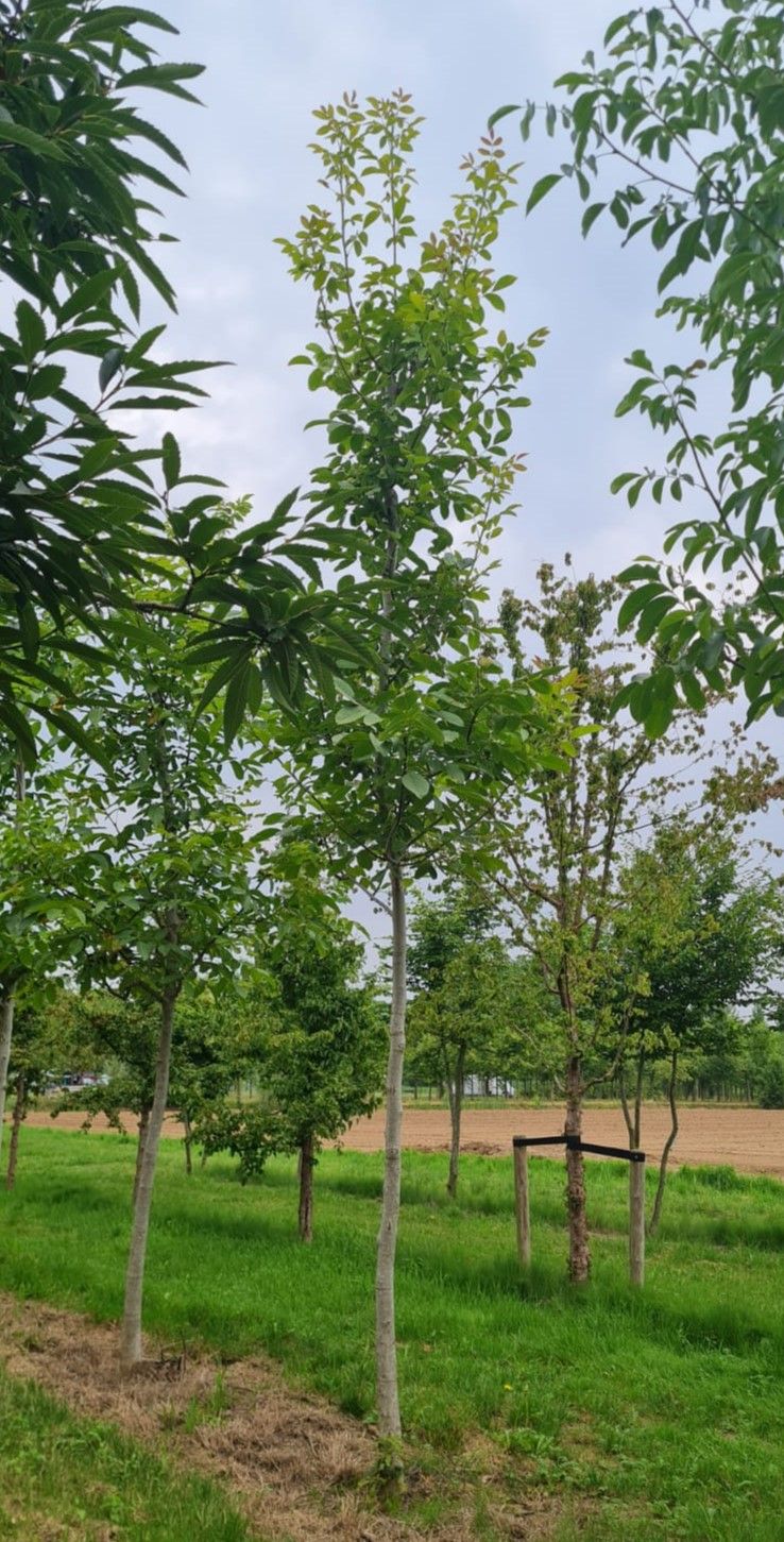 Jonge Walnotenboom | Hoogstam