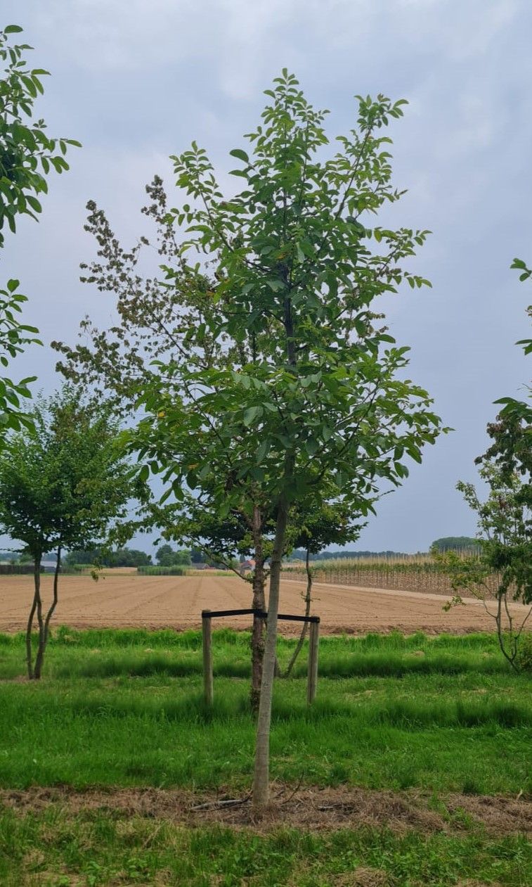 Jonge Walnotenboom | Hoogstam