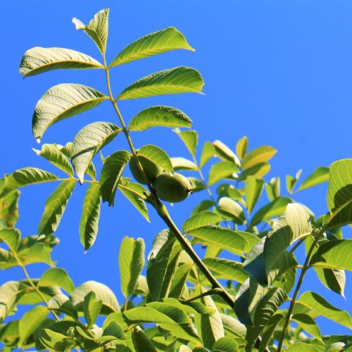 Jonge Walnotenboom | Hoogstam