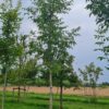 Jonge Walnotenboom | Hoogstam