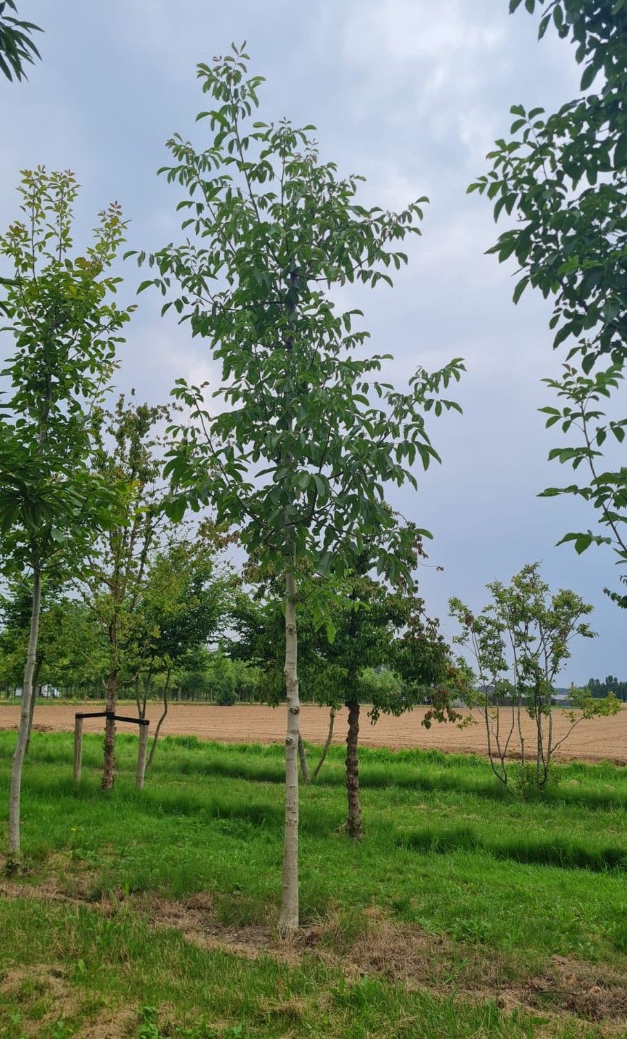 Jonge Walnotenboom | Hoogstam