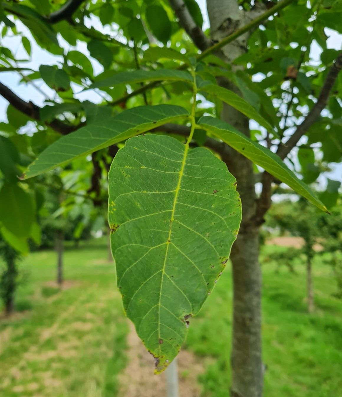 Jonge Walnotenboom | Hoogstam
