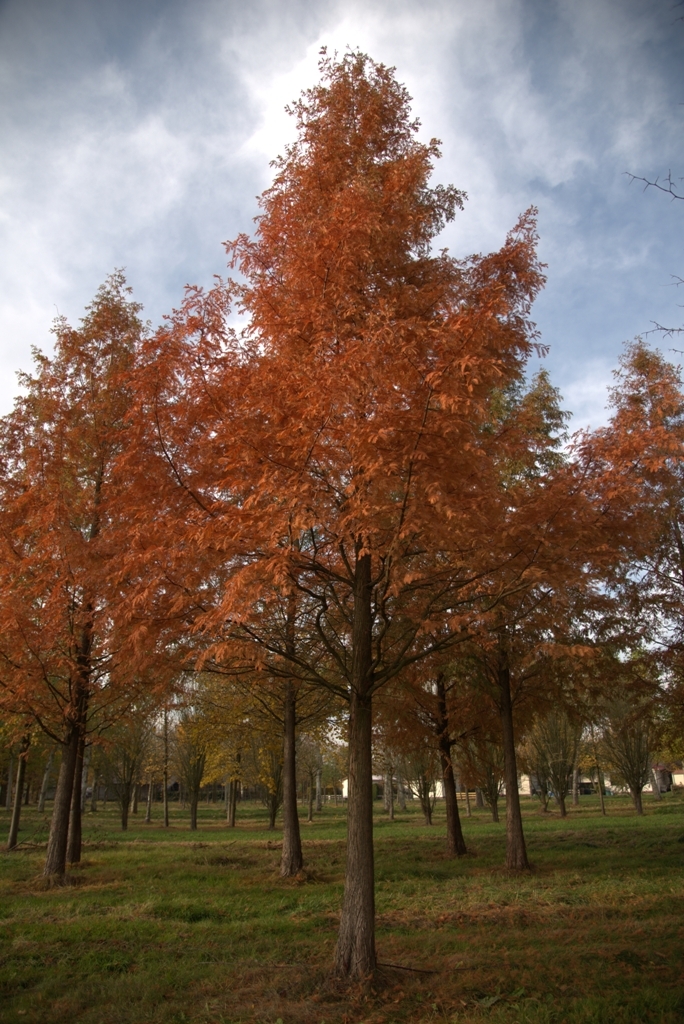 Volwassen Watercipres | Hoogstam