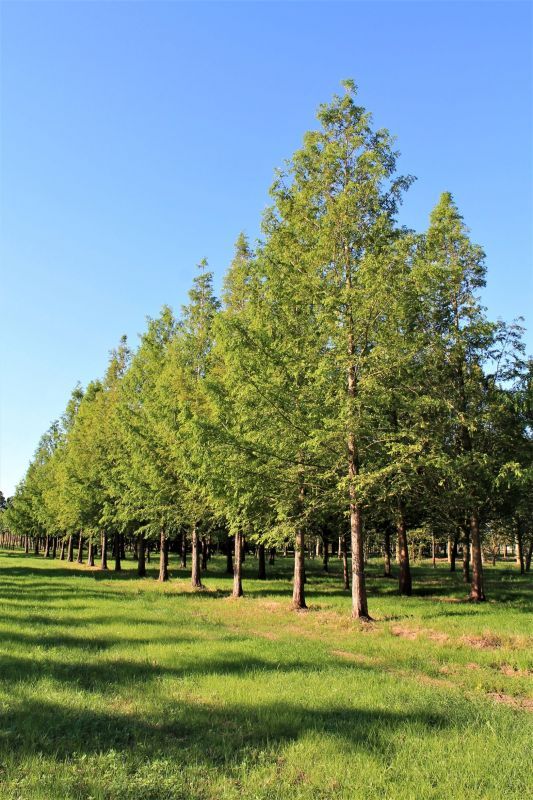 Volwassen Watercipres | Hoogstam