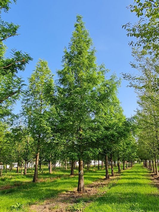 Volwassen Watercipres | Hoogstam