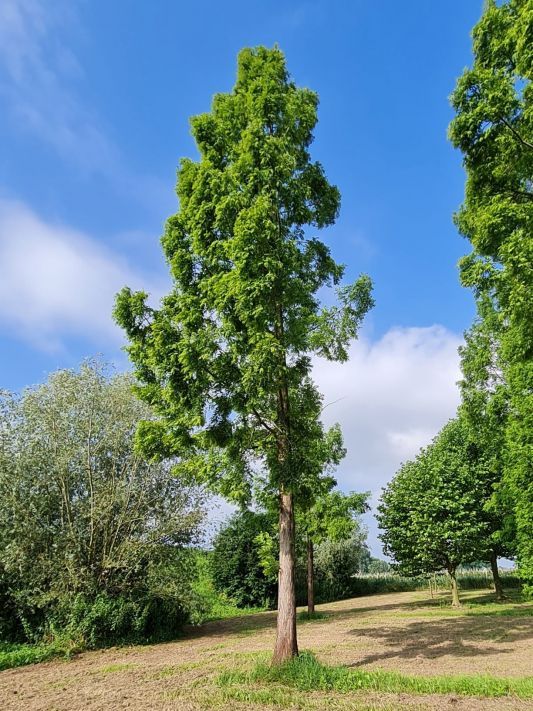 Volwassen Watercipres | Hoogstam