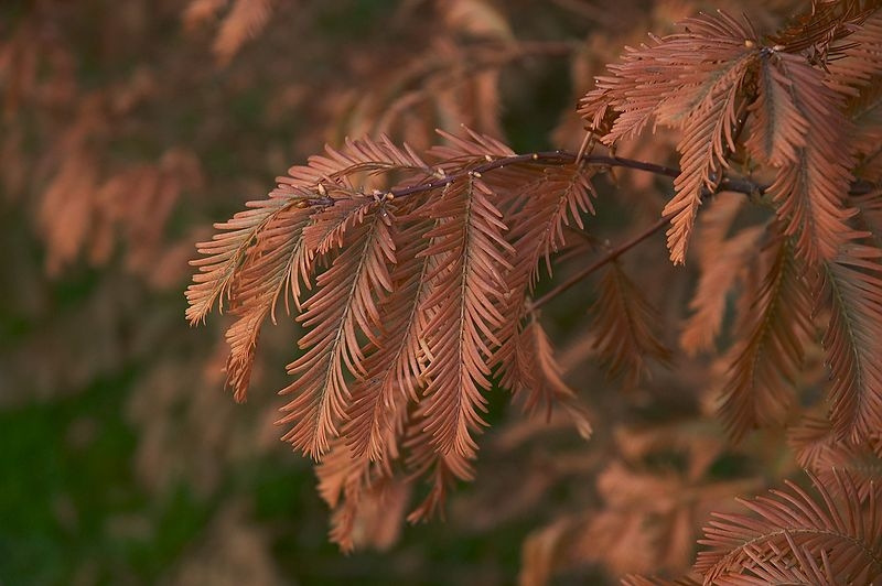 watercipres Watercipres