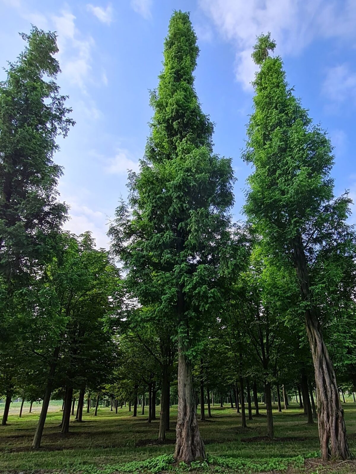 watercipres Watercipres