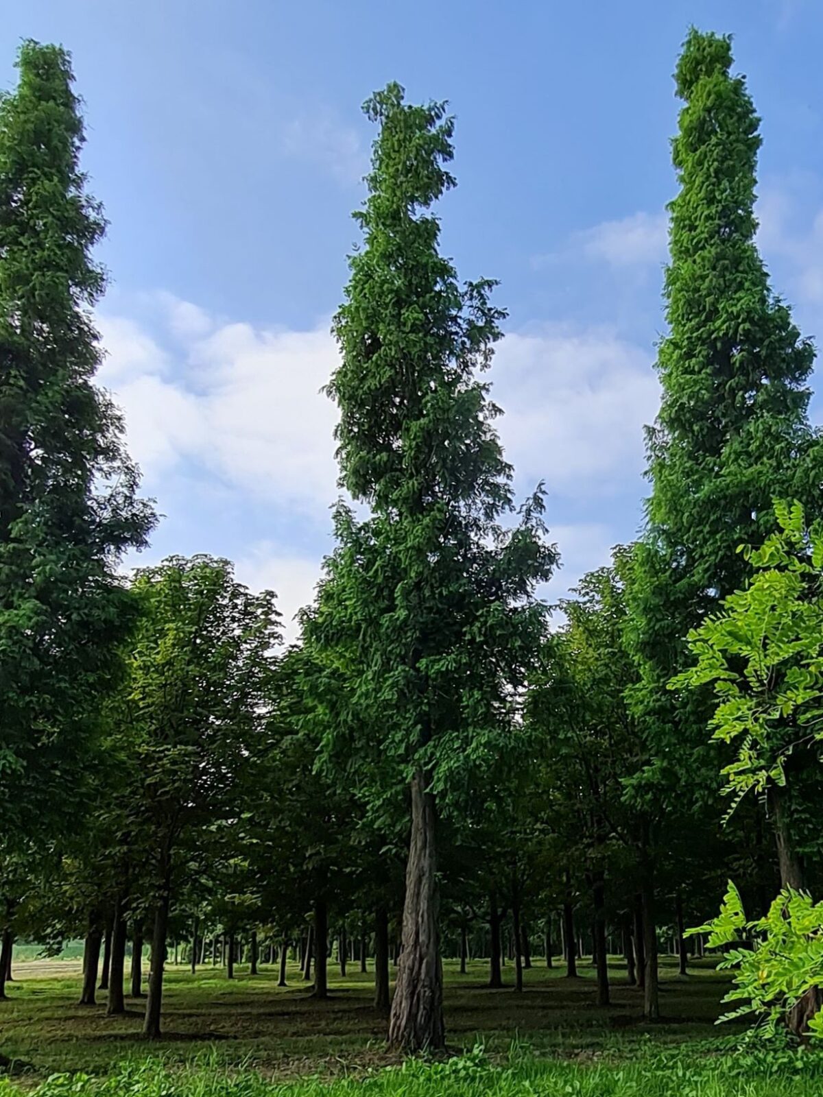 watercipres Watercipres