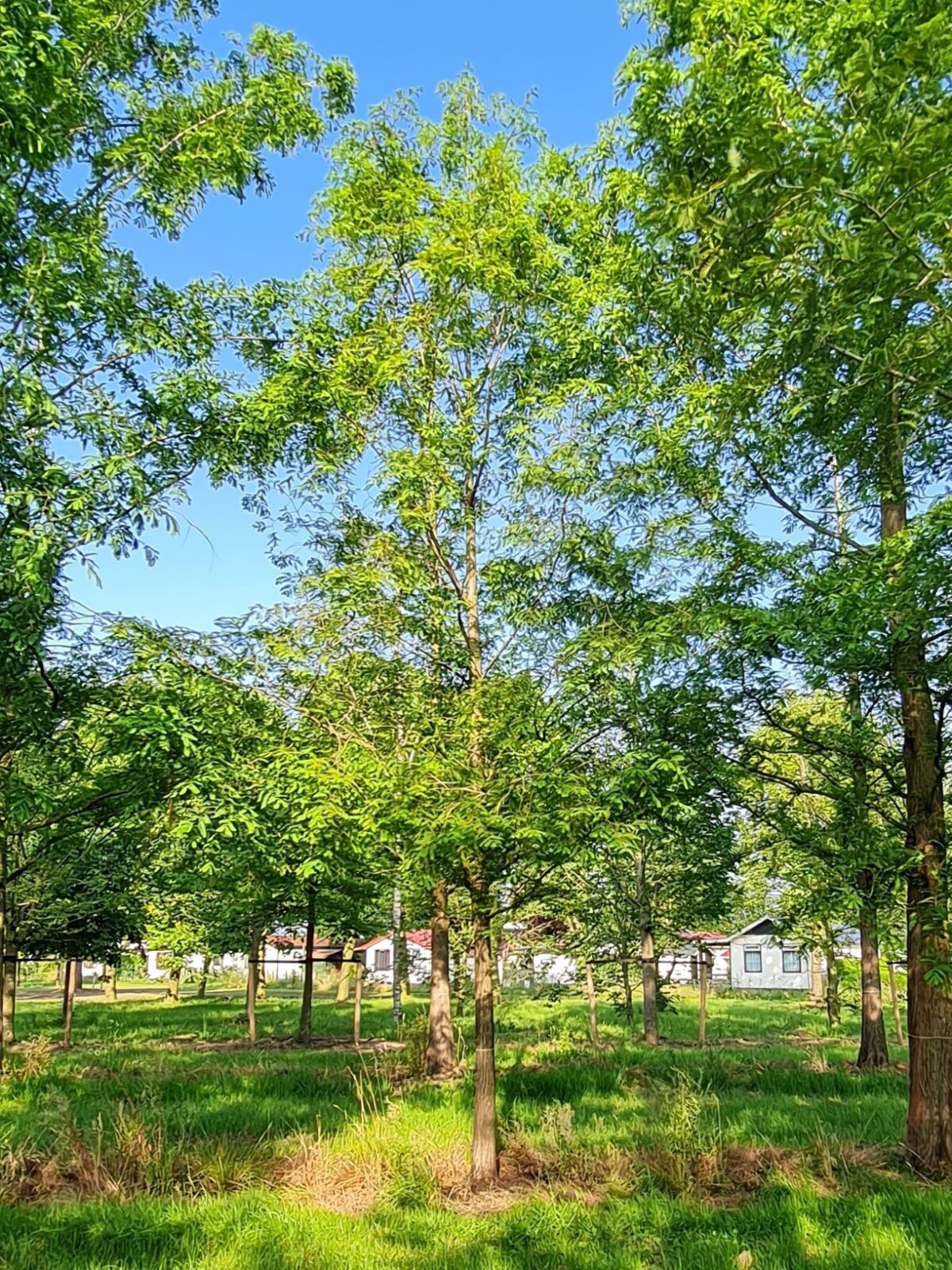 Volwassen Watercipres | Hoogstam