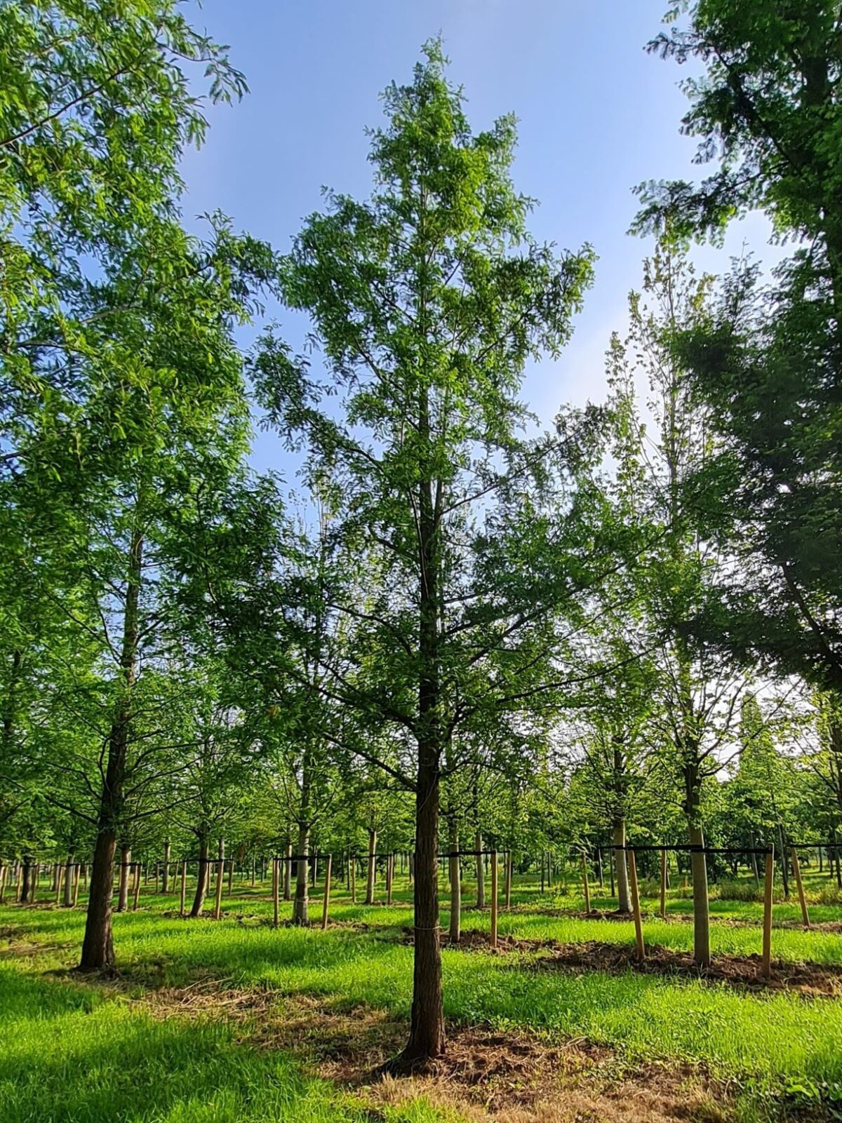 Volwassen Watercipres | Hoogstam