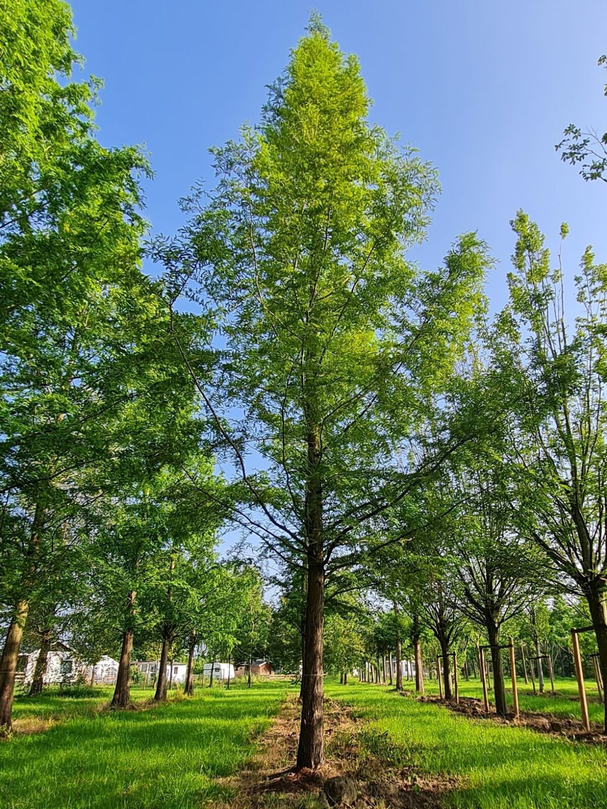 Volwassen Watercipres | Hoogstam