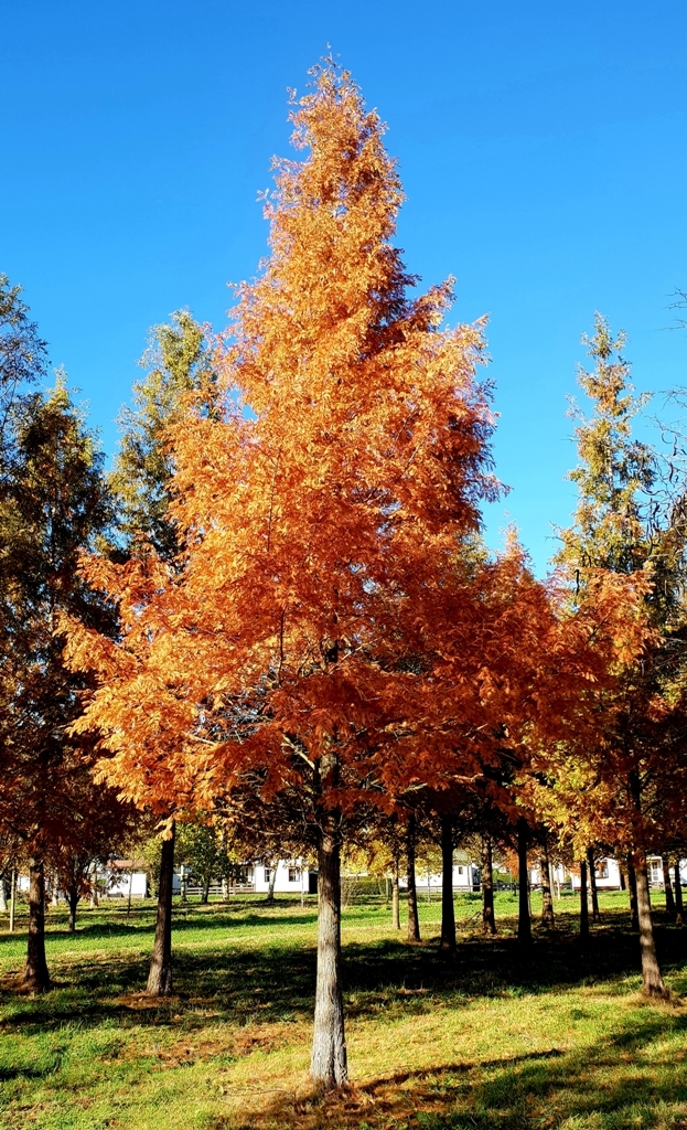 Volwassen Watercipres | Hoogstam