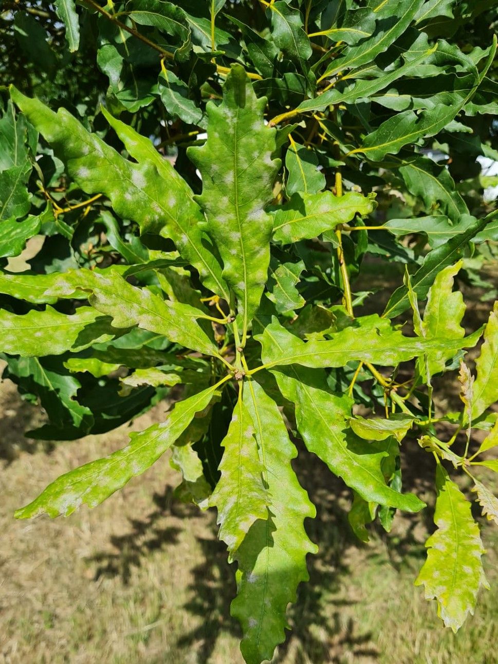 wintergroene-eik-quercus-turneri-pseudoturneri- Volwassen Oostenrijkse Eik | Hoogstam