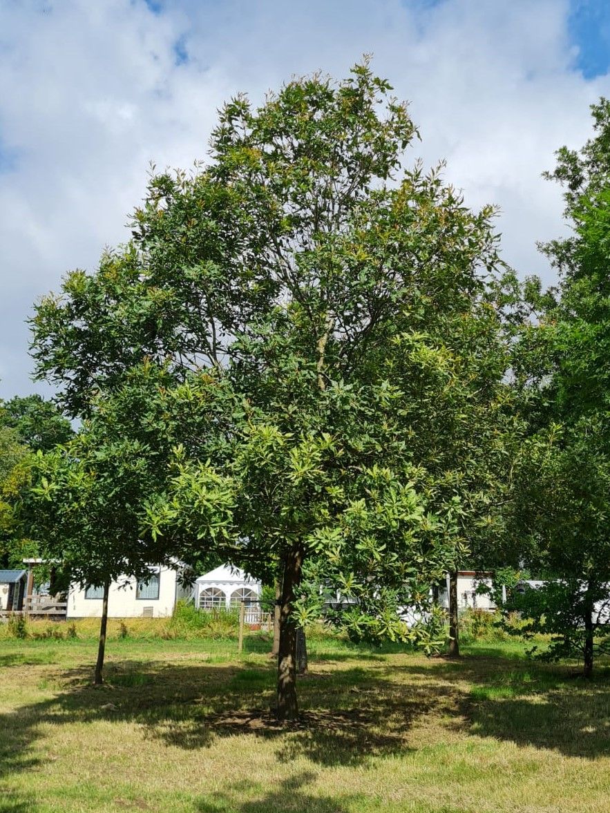 wintergroene-eik-quercus-turneri-pseudoturneri- Volwassen Oostenrijkse Eik | Hoogstam