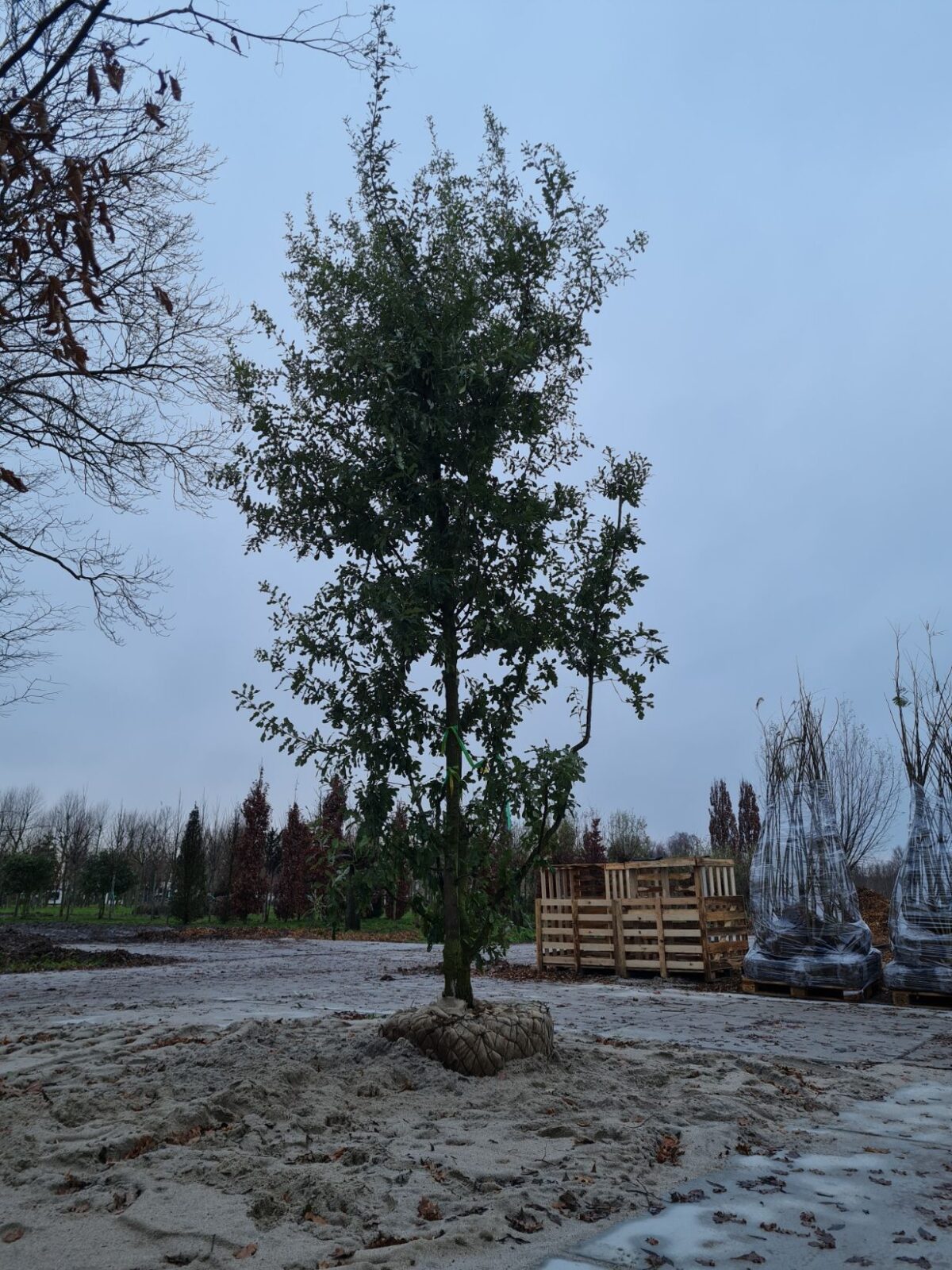 Volwassen Spaanse eik 'Diversifolia' | Meerstammig