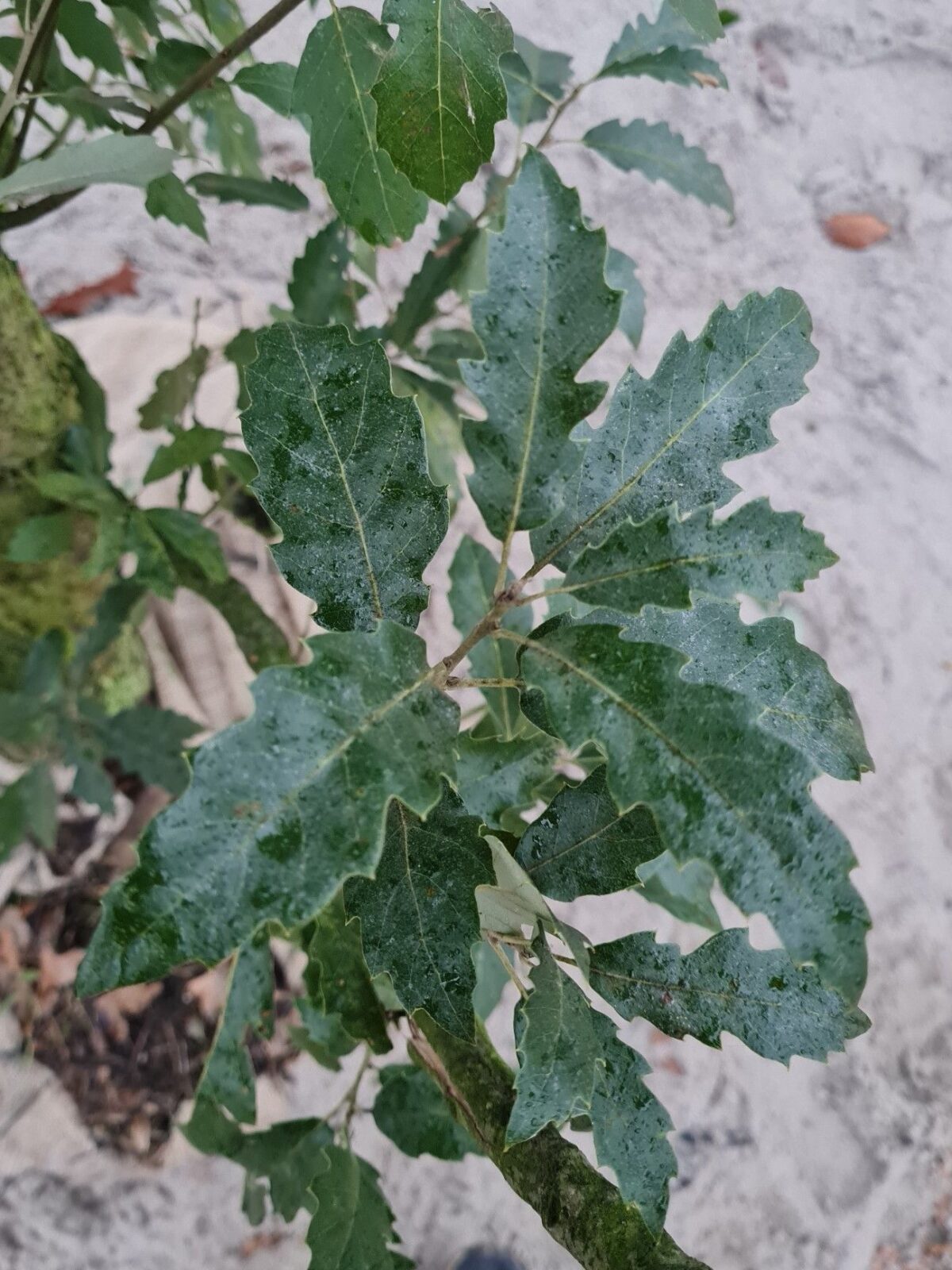 wintergroene-spaanse-eik Jonge Spaanse eik 'Fulhamensis' | Hoogstam