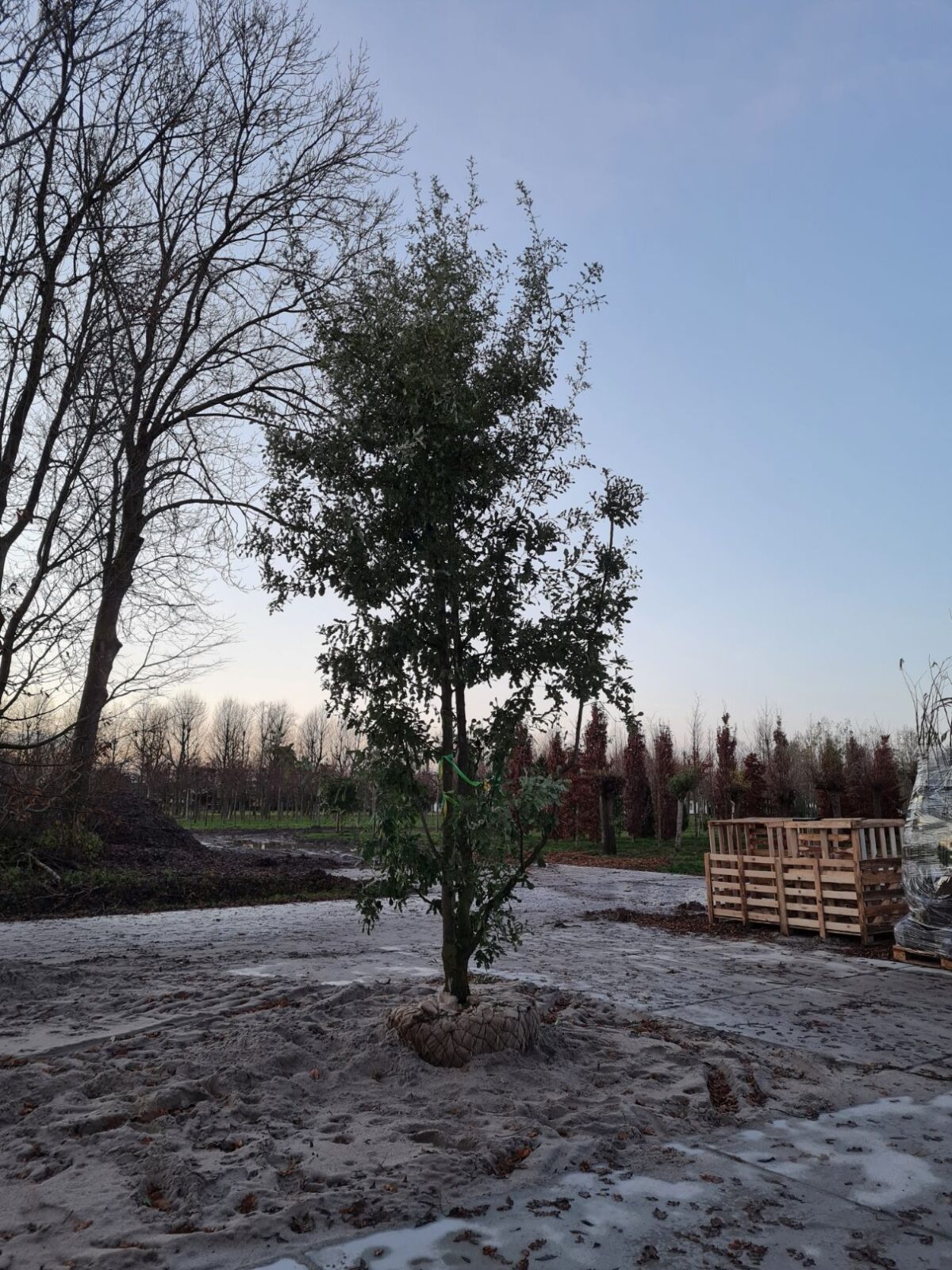 Volwassen Spaanse eik 'Diversifolia' | Meerstammig