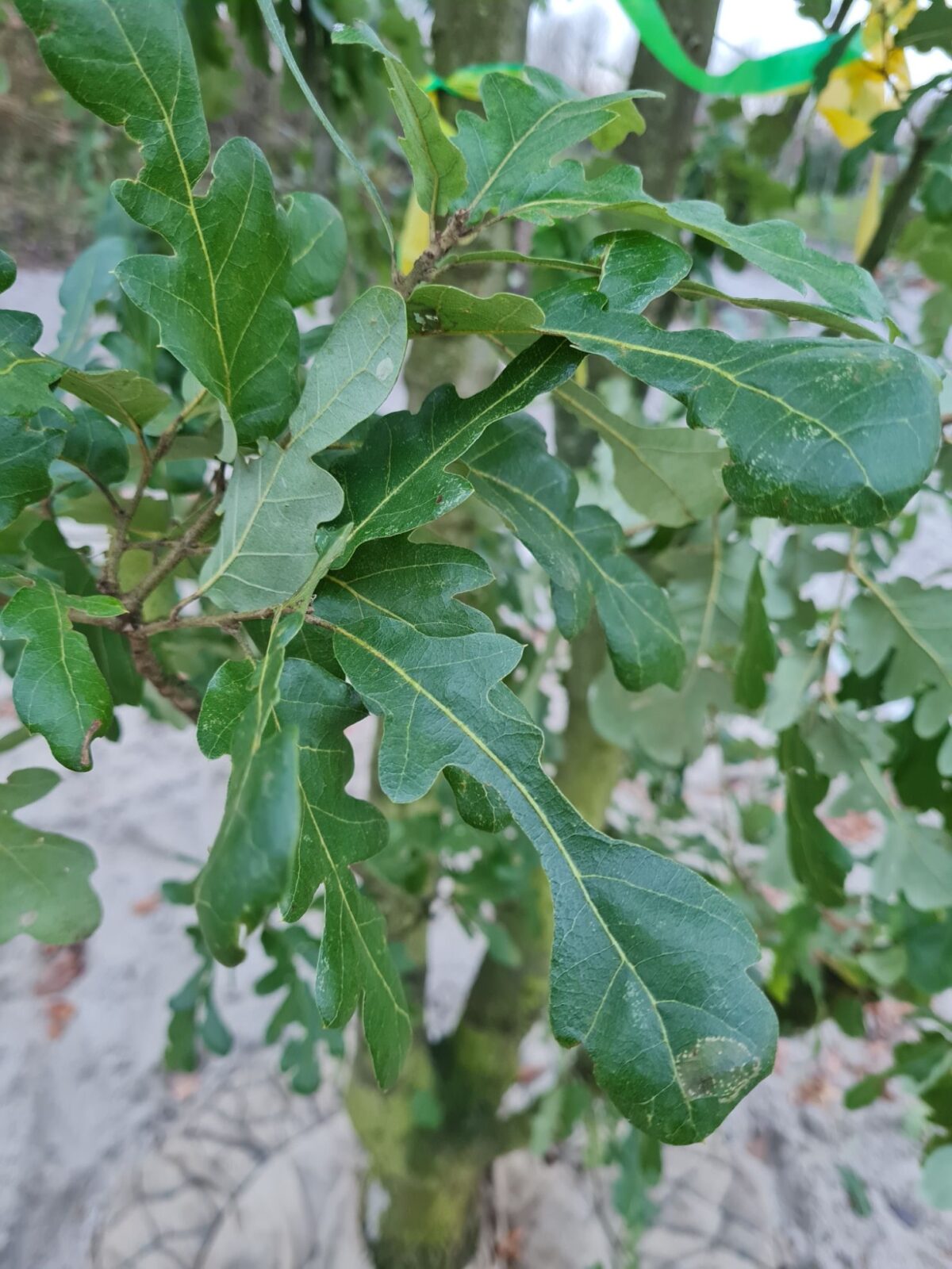 Volwassen Spaanse eik 'Diversifolia' | Meerstammig