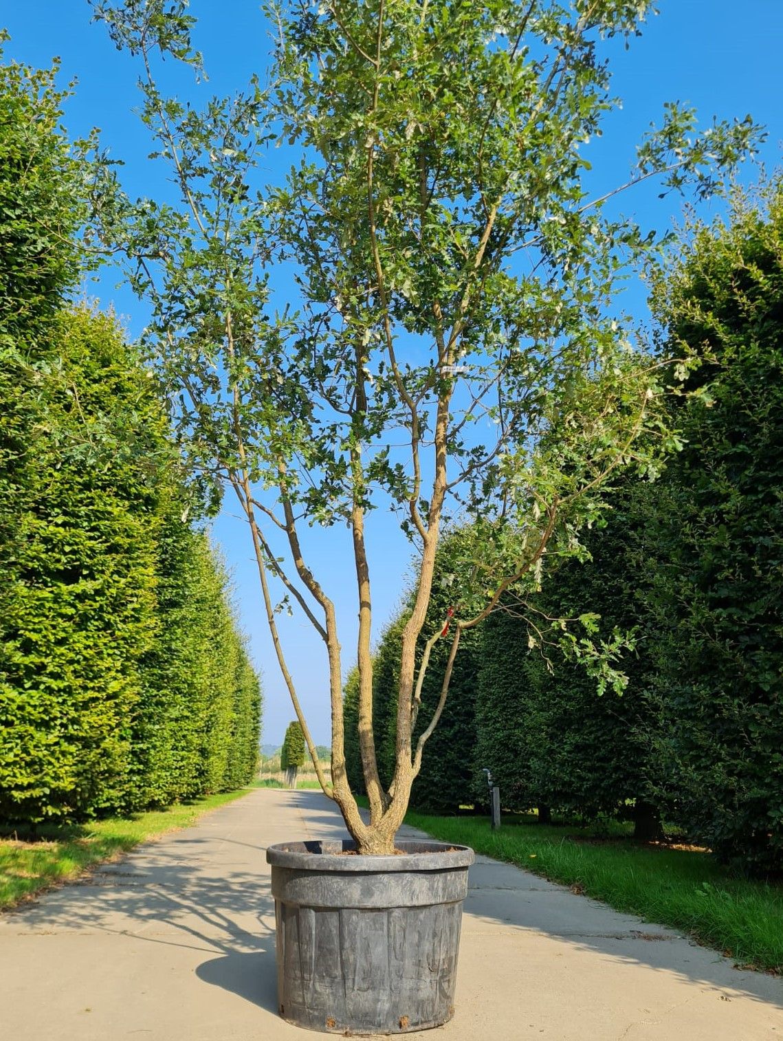 Volwassen Spaanse eik 'Diversifolia' | Meerstammig