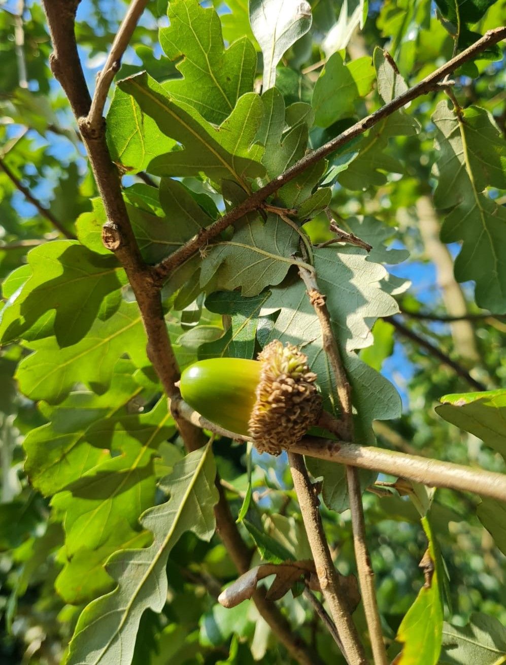 Volwassen Spaanse eik 'Diversifolia' | Meerstammig