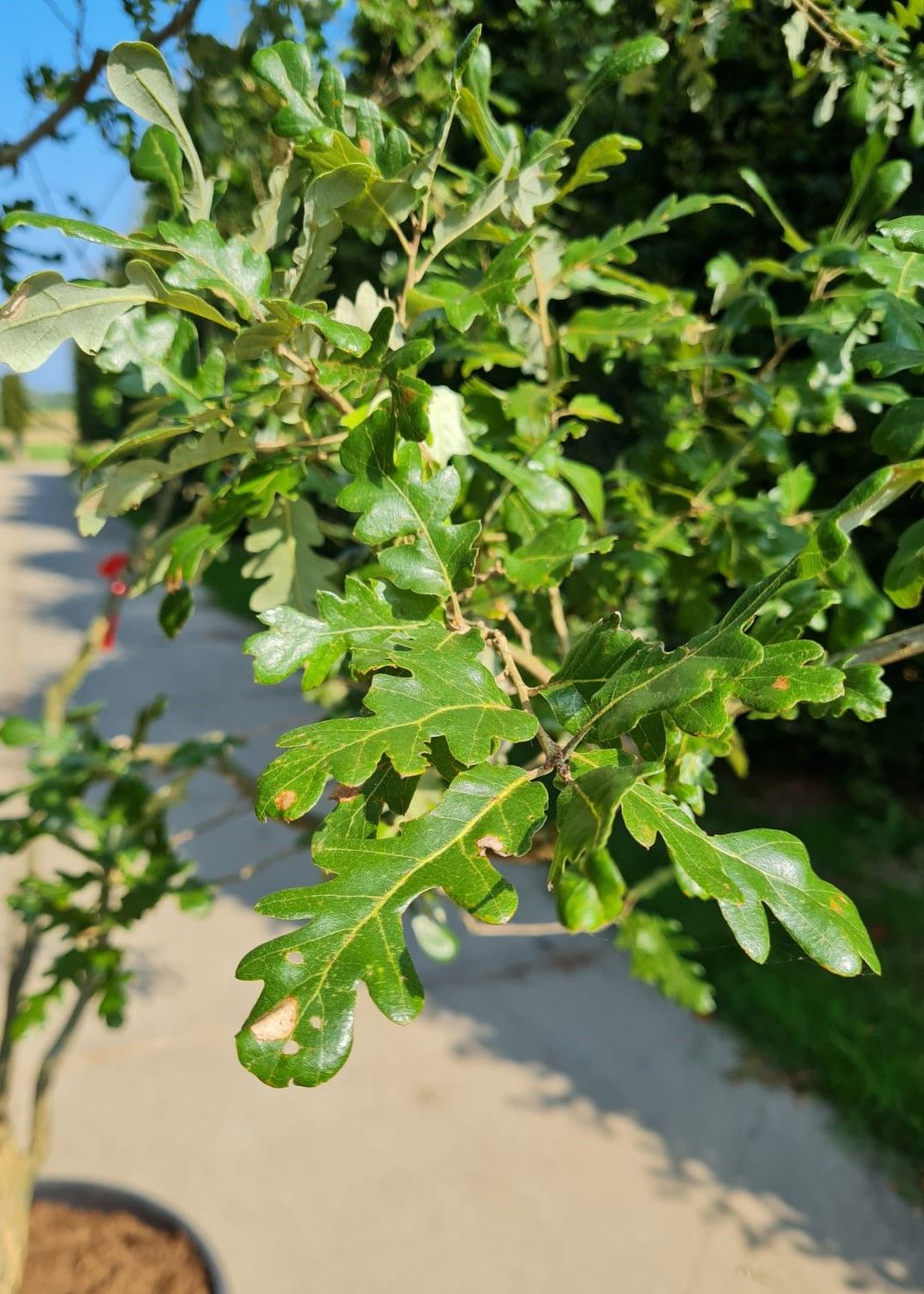 Volwassen Spaanse eik 'Diversifolia' | Meerstammig