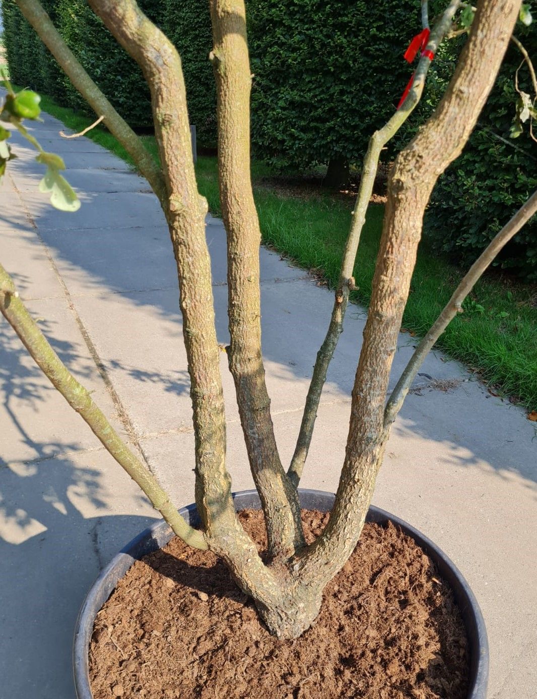 Volwassen Spaanse eik 'Diversifolia' | Meerstammig