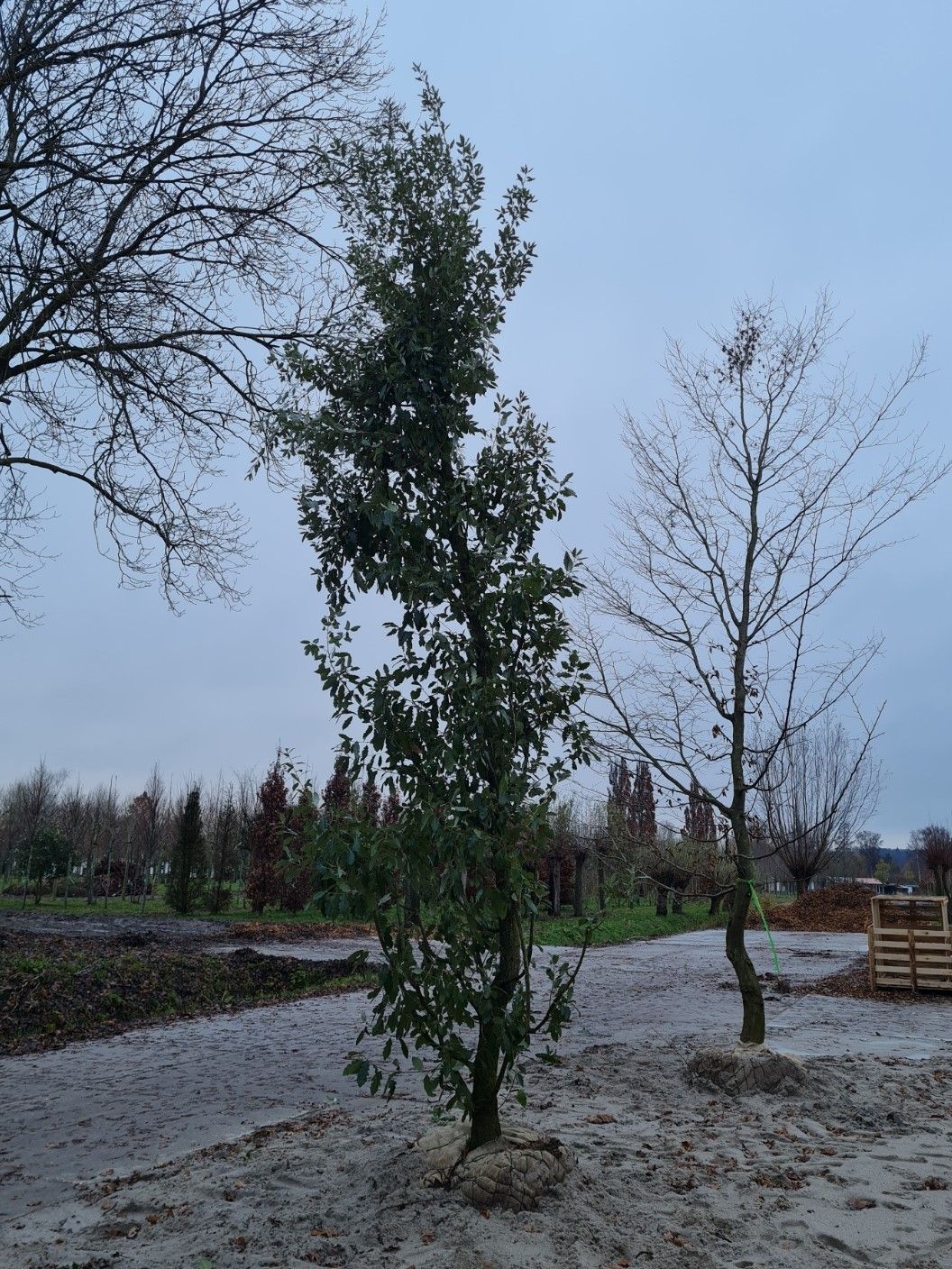 wintergroene-spaanse-eik Jonge Spaanse eik 'Fulhamensis' | Hoogstam