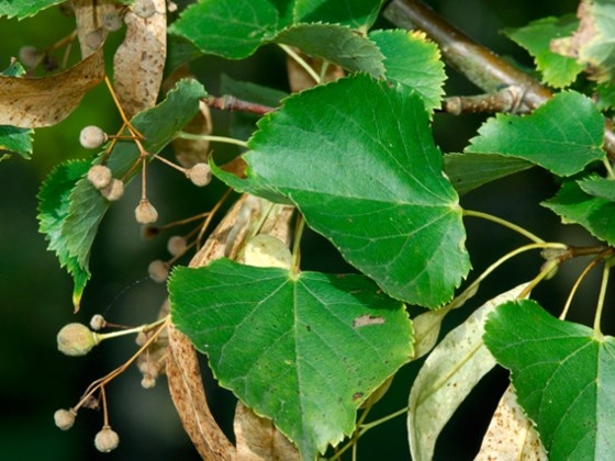 Volgroeide Winterlinde | Hoogstam