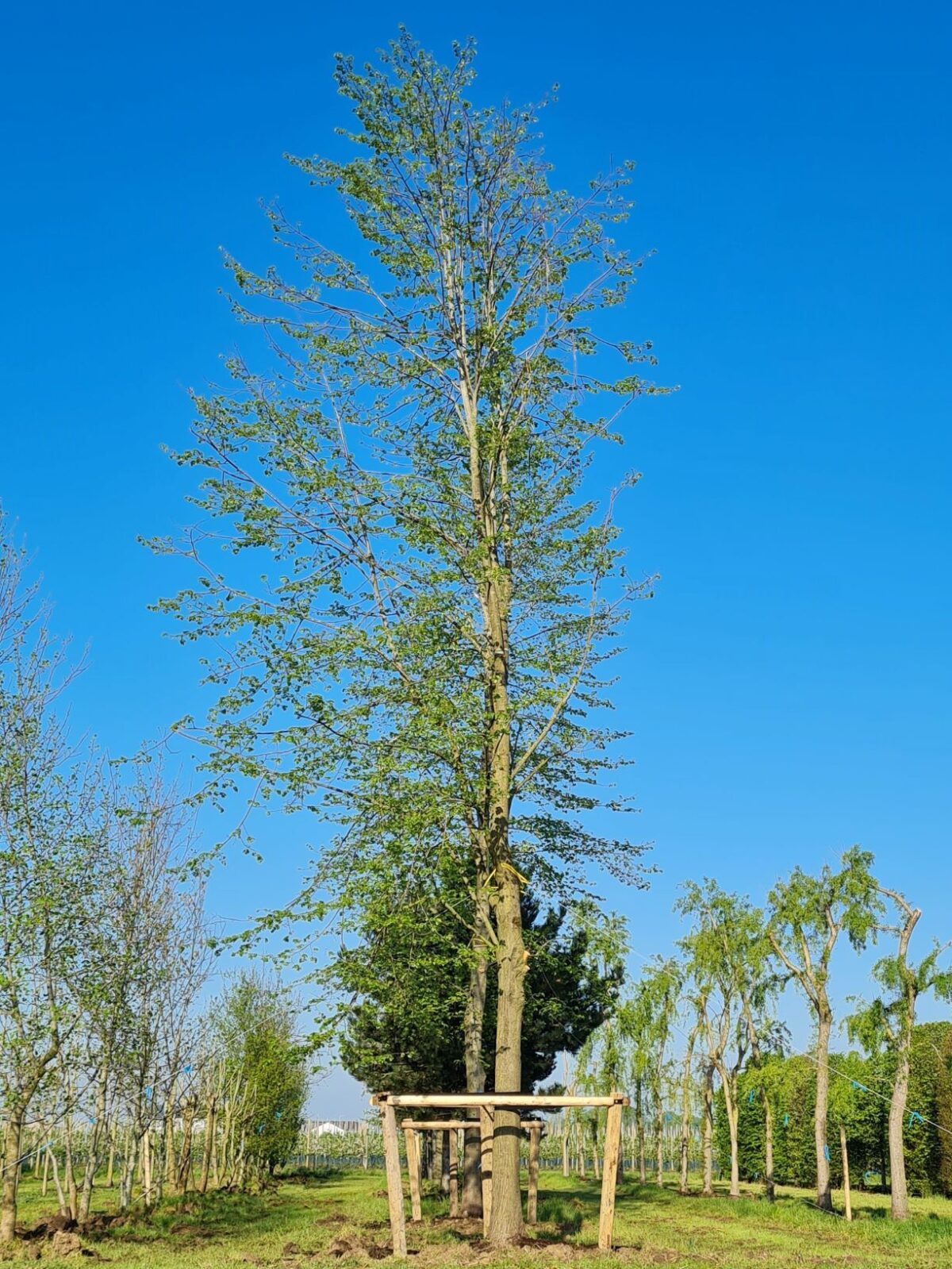 Volgroeide Winterlinde | Hoogstam