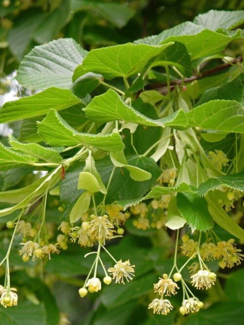 Winterlinde | Blokvorm