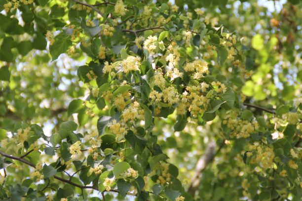 Jonge Lindeboom | Blokvorm