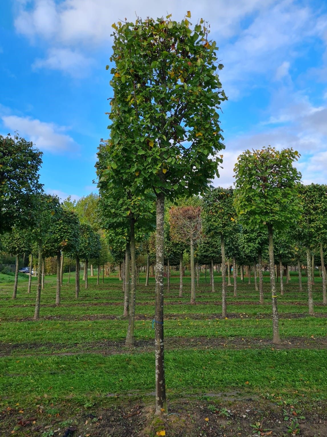 Jonge Lindeboom | Blokvorm