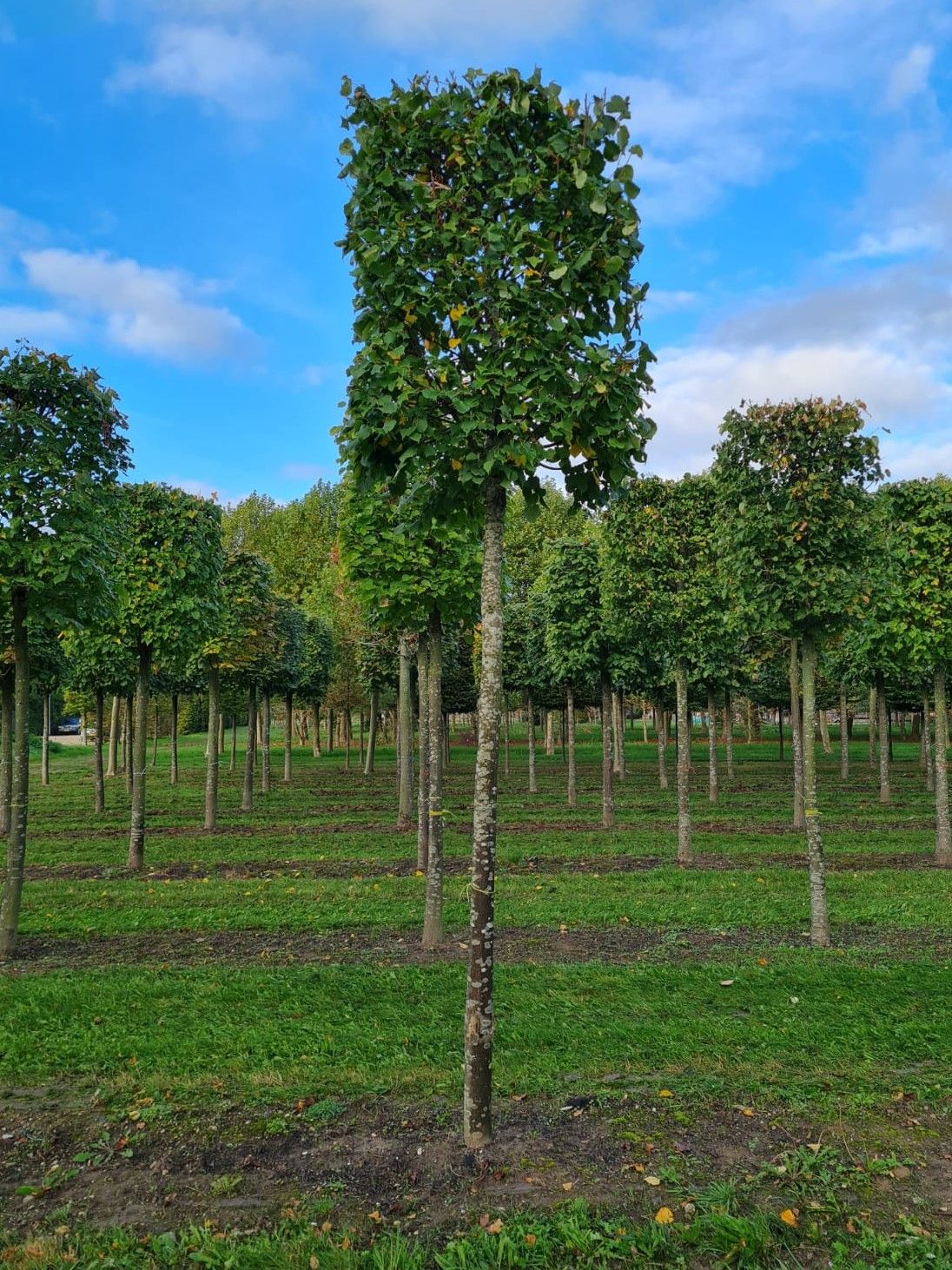 Jonge Lindeboom | Blokvorm