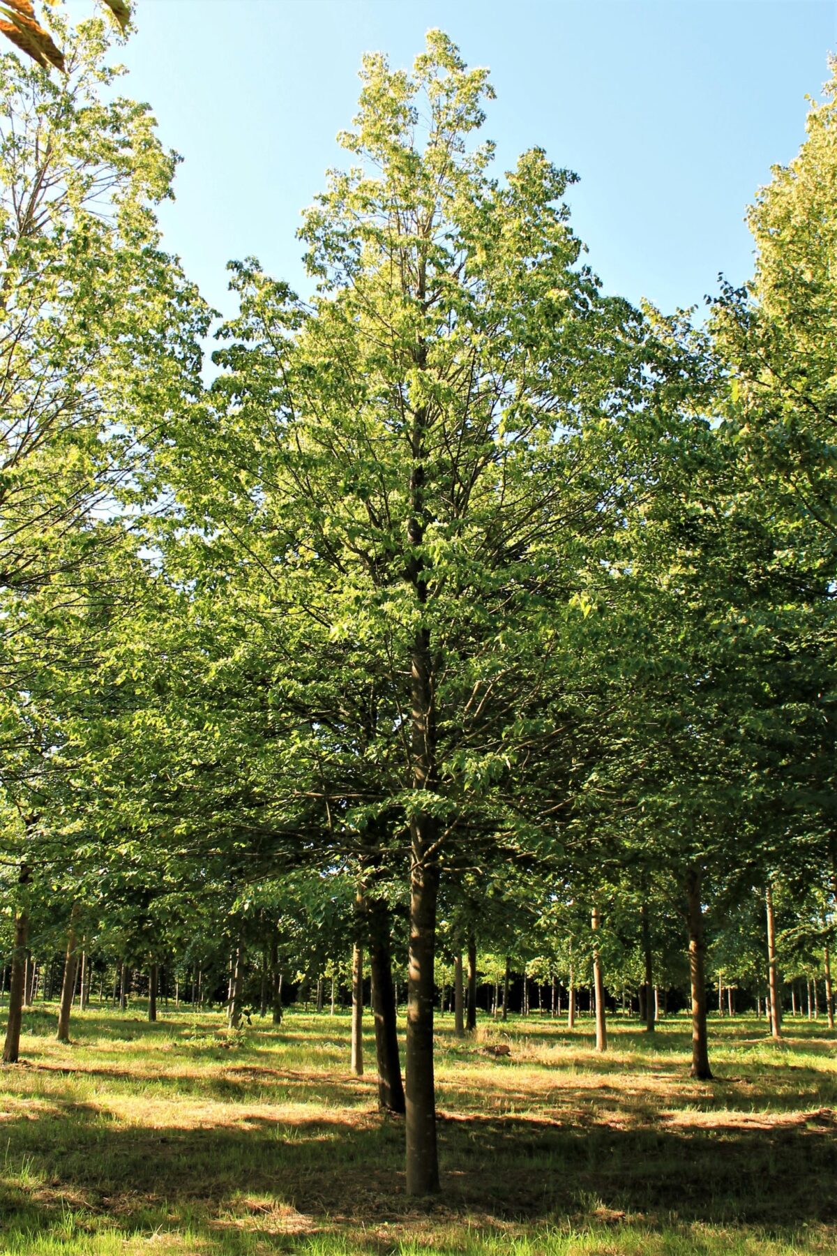 Jonge Winterlinde | Hoogstam