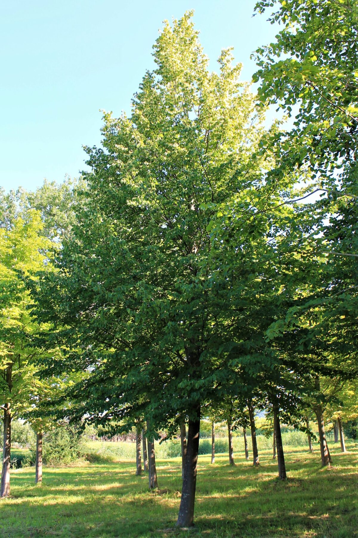 Jonge Winterlinde | Hoogstam