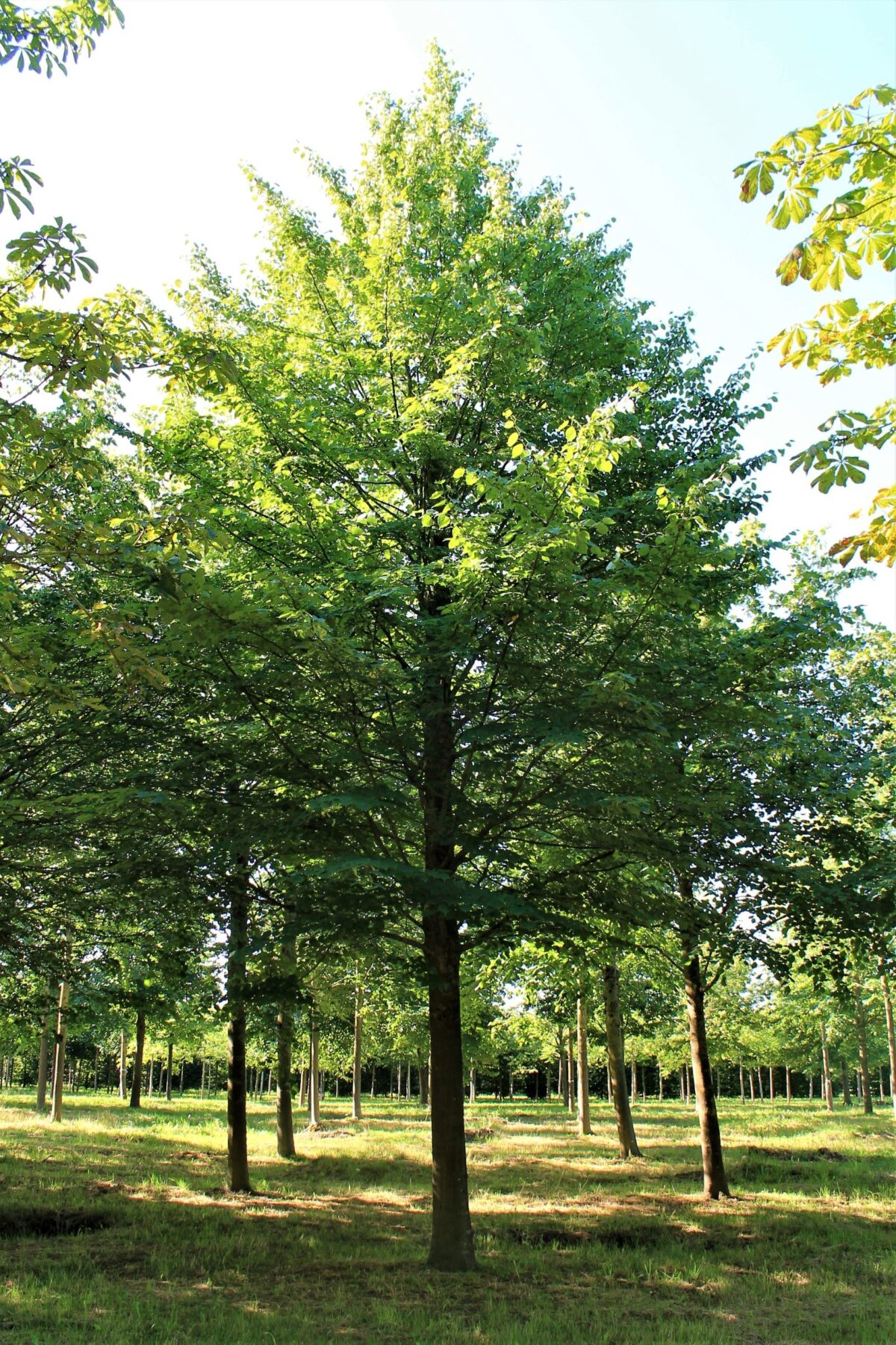 Jonge Winterlinde | Hoogstam