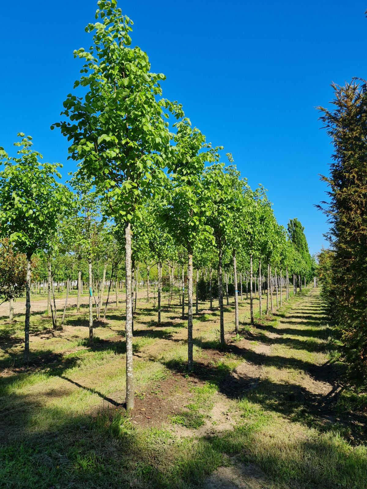 Jonge Winterlinde | Hoogstam