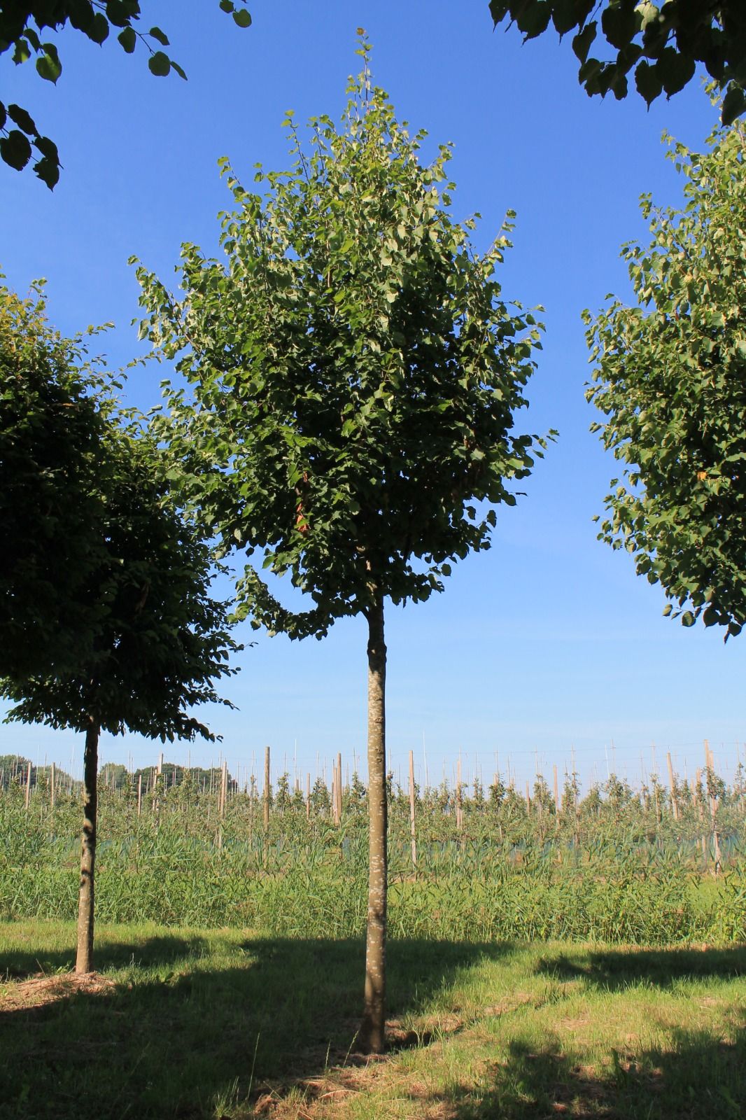 Jonge Winterlinde | Hoogstam